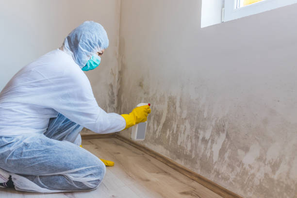 Licensed Black Mold Remediation service in Nunica, MI - Car Mold Remediation