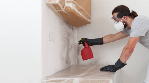 Professional Black Mold Remediation technician working in Nunica, MI