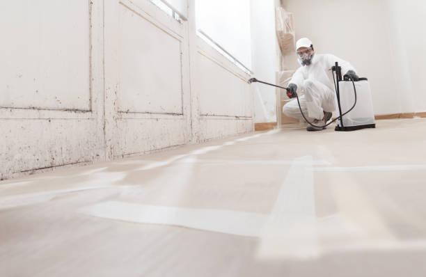 24/7 Emergency Black Mold Remediation experts in Nunica, MI