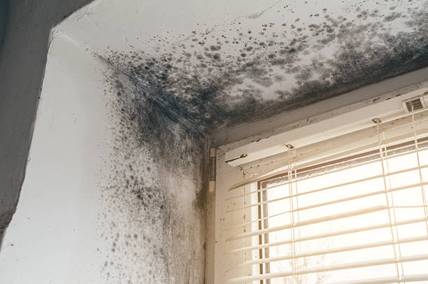Affordable Black Mold Remediation solutions in Nunica, MI