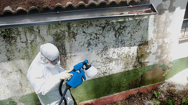 Top rated local Black Mold Remediation specialists in Nunica, MI